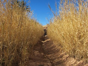 resource reed