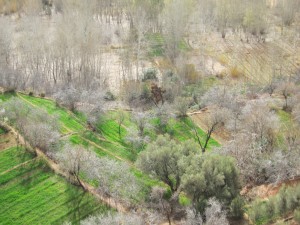resource wood and culture